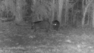 кабаны у поля