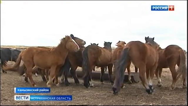 В Астраханской области начали разводить уникальную породу лошадей смотреть онлайн