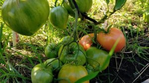 Робс! Полный обзор томата