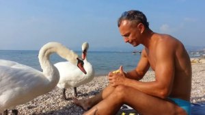 Ручные лебеди :)