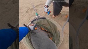 Маленький тюлень благодарит своего спасителя /Little seal thanks its savior