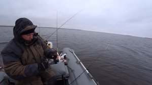 Рыбалка? Ловим окуня на Ладожском озере!!