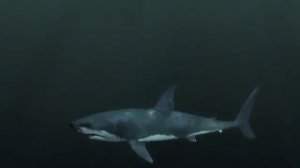 Охота мегалодона.