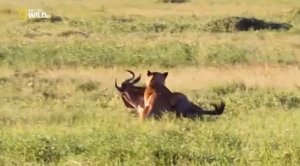 Большие кошки