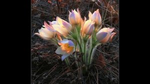 Заклички Весны (Богини Живы)