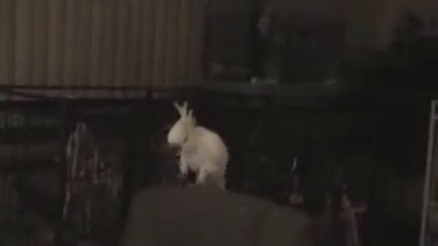 Dancing Kakadu_Танцующий Попугай смотреть онлайн