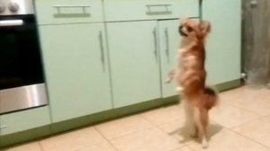 Чихуахуа танцует. Собака танцует. Chihuahua dancing.