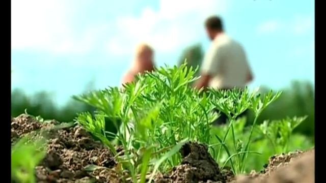 Хитрости выращивания картофеля