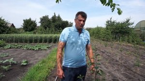 Груша на карликовом подвое 4.07.2020