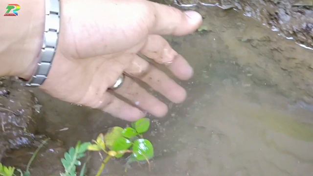Wadidaw! Tangkap ikan komet, ikan cupang, ikan molly balon, ikan mas koki, ikan lele, ikan lemon,ko
