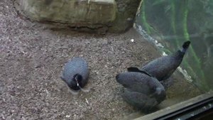 Чубатая Цесарка в Московском Зоопарке / Crested guineafowl in the Moscow Zoo