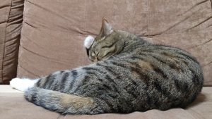 Обзор на кота Ричарда ч.2