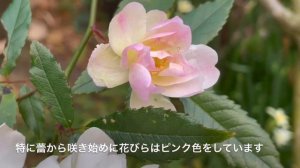 Colourful Rosa 'Snow Goose' in Winter