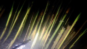 Подводная охота калининград