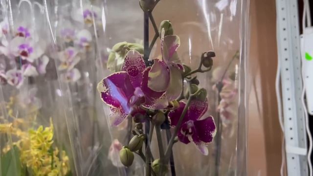 @zeboorhids привезла НЕРЕАЛЬНЫЕ орхидеи! Всем смотреть! ??
