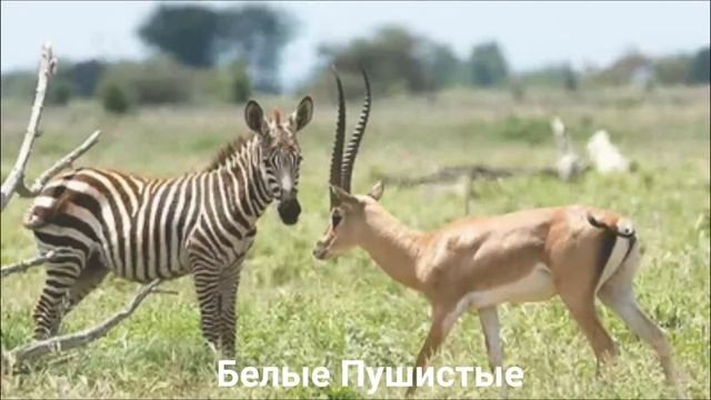ГАЗЕЛЬ ГРАНТА/Копытные/Животные/Интересные факты смотреть онлайн