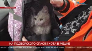 На Подвойского спасли кота в мешке