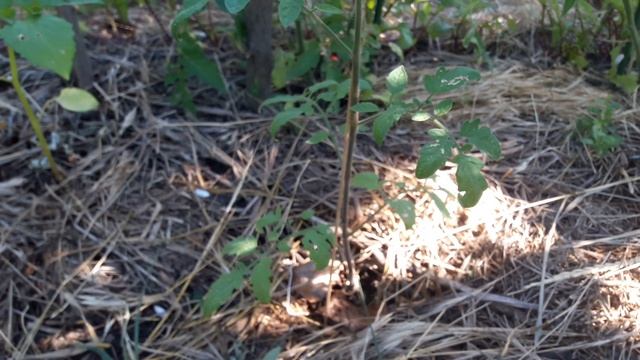 Томат синяя гроздь завязала плоды смотреть онлайн