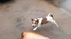 Собака ВЗОРВАЛАСЬ ЖЕСТЬ1