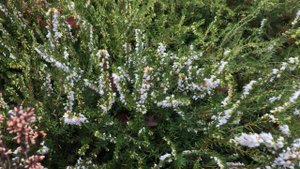 Bruyère des neiges 'Erica darleyensis' 'White Perfection' Fleurs blanches et feuillage vert