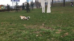 Ши-Тцу на свободном выгуле. Прогулка с двумя собаками одновременно. Shih Tzu free range.