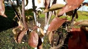 Подготовка? Колоновидных Яблонь?? на Зиму. Побелка!!!   от 25 октября 2022г.??