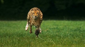 Бег гепарда в замедлении