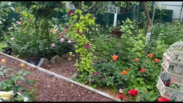 Получила розы из Тамара розы! Обзор посылки с розами и прогулка по саду! смотреть онлайн