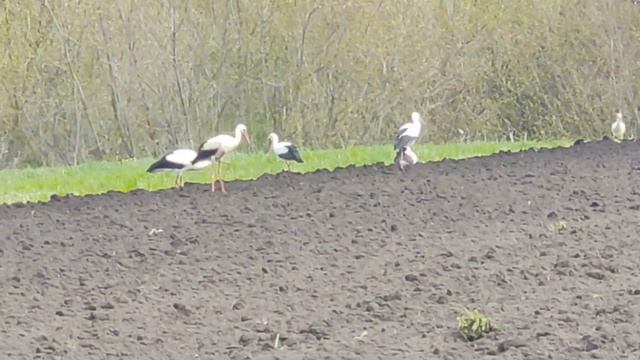 Storks Up Close: A Birdwatcher's Dream Video смотреть онлайн