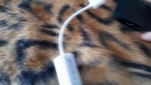 Подключаем Mi Box S к интернет через Ethernet (USB Lan адаптер)