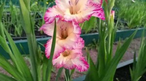 Гладиолус Присцилла