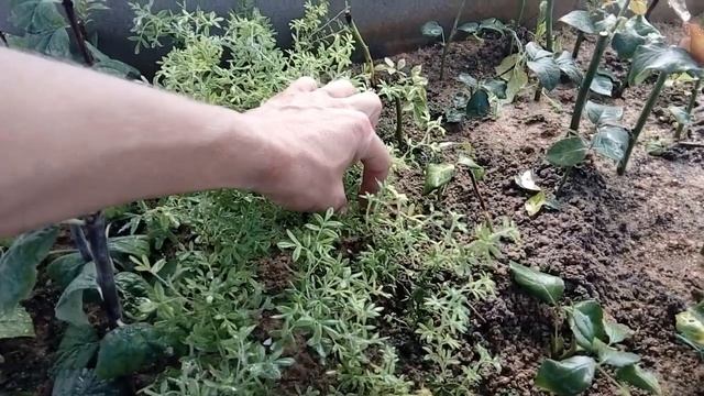 Размножение растений, зелеными черенками.? Результаты.?