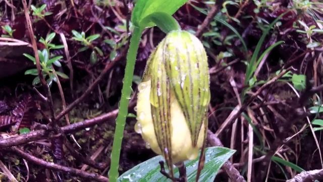 A rare yellow slipper orchid of southwestern China, Cypripedium farreri смотреть онлайн