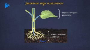 6 класс - Биология - Водный обмен и минеральное питание