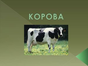 Корова Породы коров