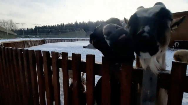 Бабушкин дворик встречает гостей🐐 ПАРК ЗЕМЛЯ ПРАЙДА❄ смотреть онлайн