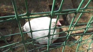 Бройлеры и Доминанты.