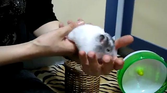 Флаффи Флауэ Тутти-Фрутти (13-12-17) смотреть онлайн