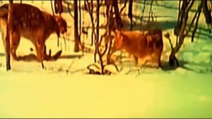 РЫСЬ и ВОЛК сошлись в 0ЖECT0ЧЕHH0Й CXBATKE !Такого финала никто не ожидал!