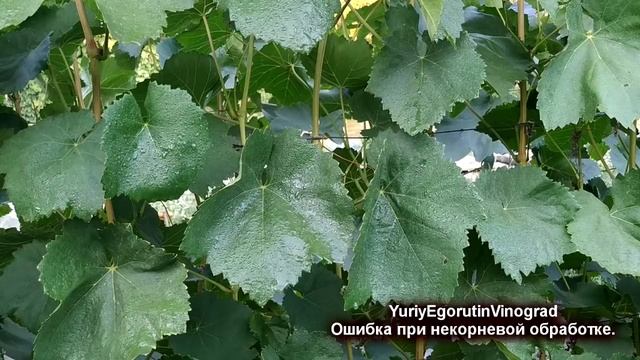 ? Почему так опрыскивать виноград нельзя? Как можно сжечь виноград даже безобидным препаратом.