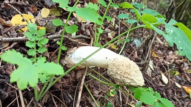 Гриб веселка (Phallus impudicus) осенью, съедобный, лечебный гриб