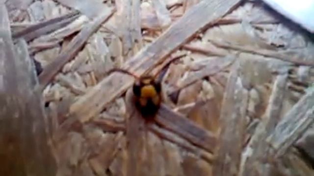 говорящая голова смотреть онлайн