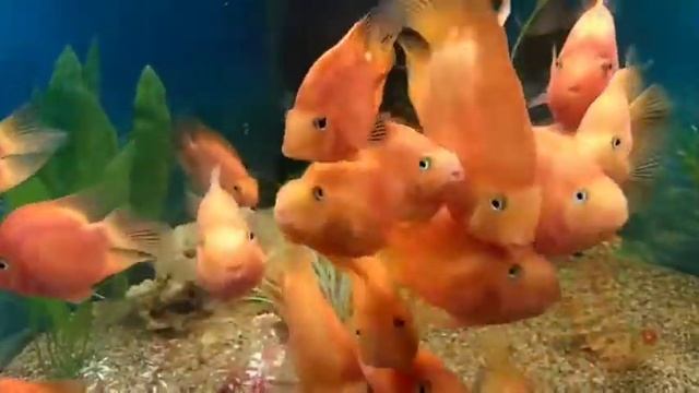 Аквариум Рыбка-попугай Релакс смотреть онлайн