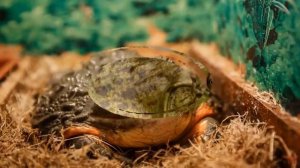 Лягушка-бык (Rana catesbeiana)