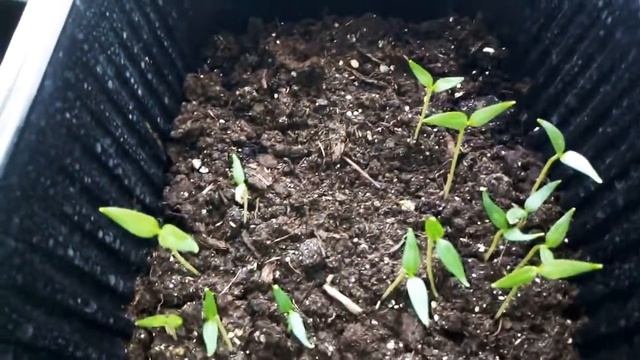 #рассада #перец #томаты ??? Ура! Взошел перец: Колифорн. чудо, Сибирск. князь /томаты Балкон. чудо. смотреть онлайн