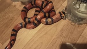 Гондурасская змея ест (Lampropeltis triangulum hondurensis)