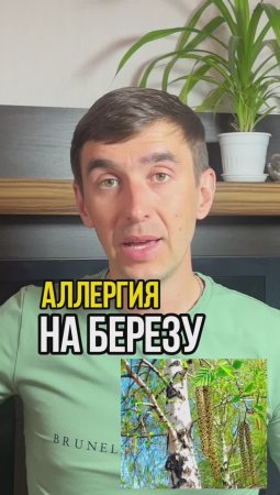 Почему возникает аллергия на берёзу? Раскрывая одно из причин почему это происходит!