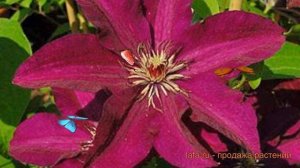 Клематис крупноцветковый Стасик (clematis stasik) ? обзор: как сажать, рассада клематиса Стасик