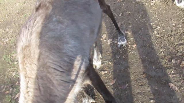 Олени смотреть онлайн