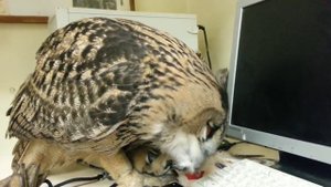 Тихие настольные игры 2. Филин Ёль и перо.